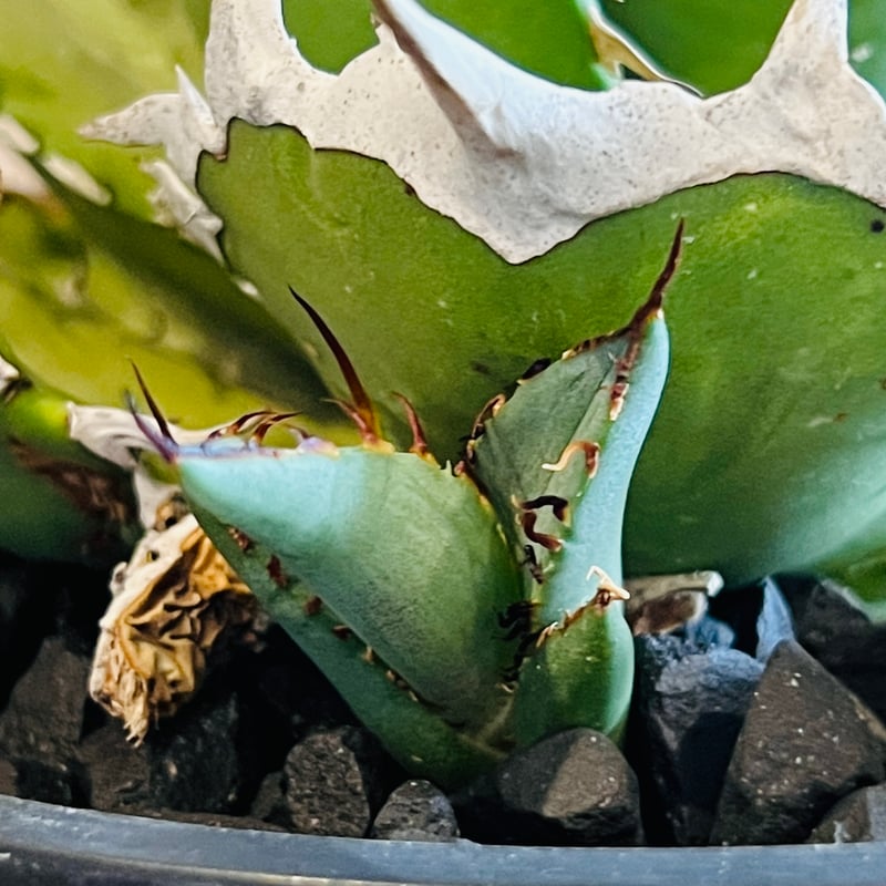 Agave black shark shoui (verde scandal) 子株 タイプ1