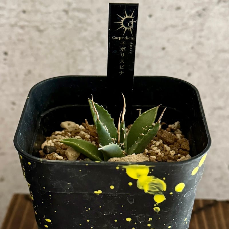 アガベ エボリスピナ 陽炎タイプ【Agave utahensis var. eborispin...