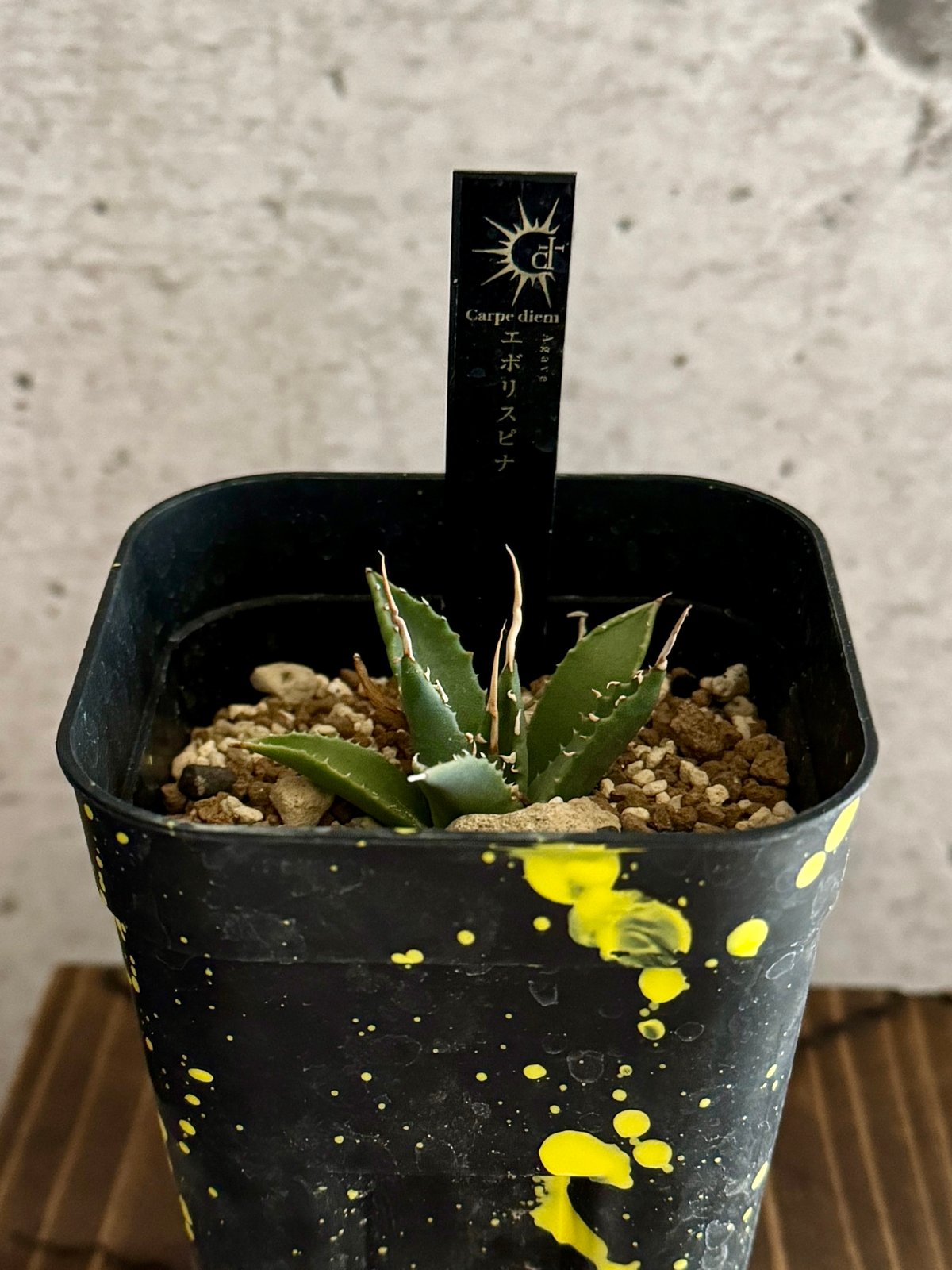 アガベ エボリスピナ 陽炎タイプ【Agave utahensis var