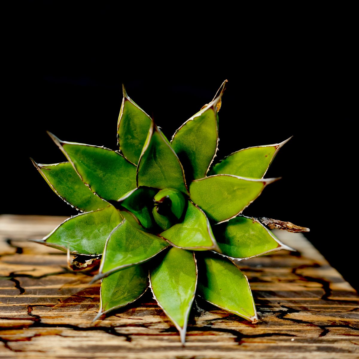 アガベ ハイブリッド 笹の雪×甲蟹 台湾株 アガベ 甲蟹x笹之