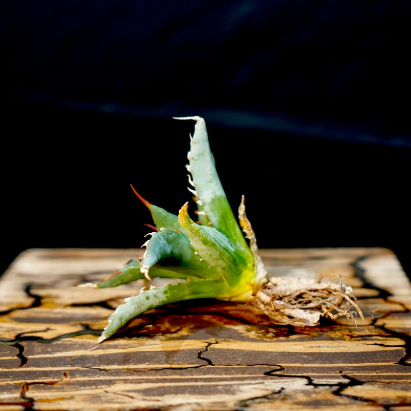 Agave hybrid 妖炎×姫巌龍 No.2 | carpediem