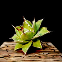 アガベ エボリスピナ 陽炎タイプ【Agave utahensis var. eborispin