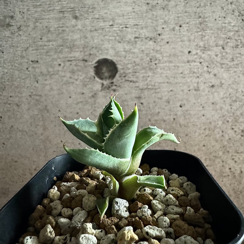 アガベ　アトミックゴールド　国産　活着済み Agave isthmensis 'Atomic Gold' (アトミックゴールド)の紹介 – ゆるぷ