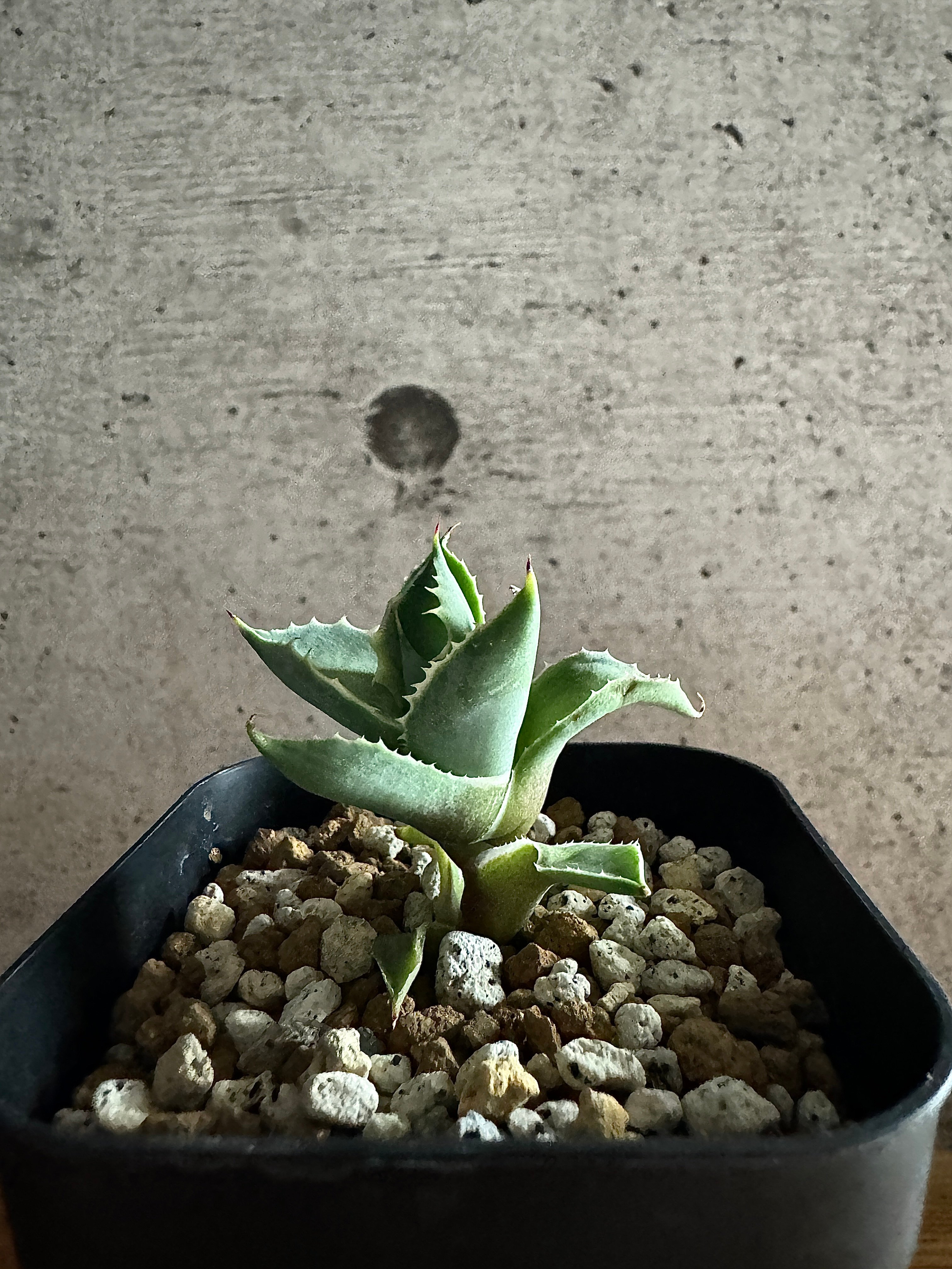 Agave アトミックゴールド 小株 発根済み | carpediem