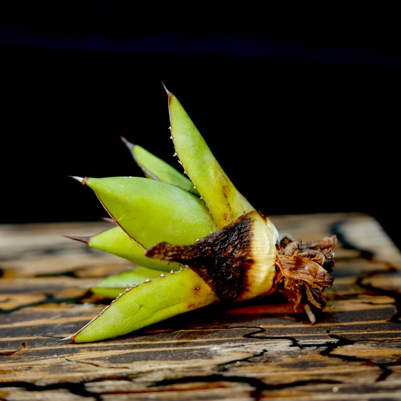 Agave hybrid 雷神×笹之雪 No.1 | carpediem