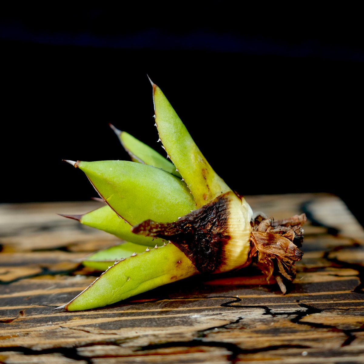 Agave hybrid 雷神×笹之雪 No.1 | carpediem