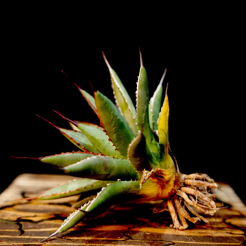 agave hybrid アガベ ハイブリッド 妖炎×姫厳龍 土田制所 アガベ