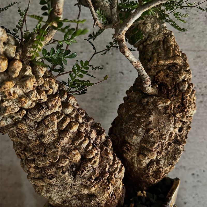 双頭】オペルクリカリア・パキプス※発根済みSSD鉢植え込み 双頭】オペルクリカリア・パキプス※発根済みSSD鉢植え込み