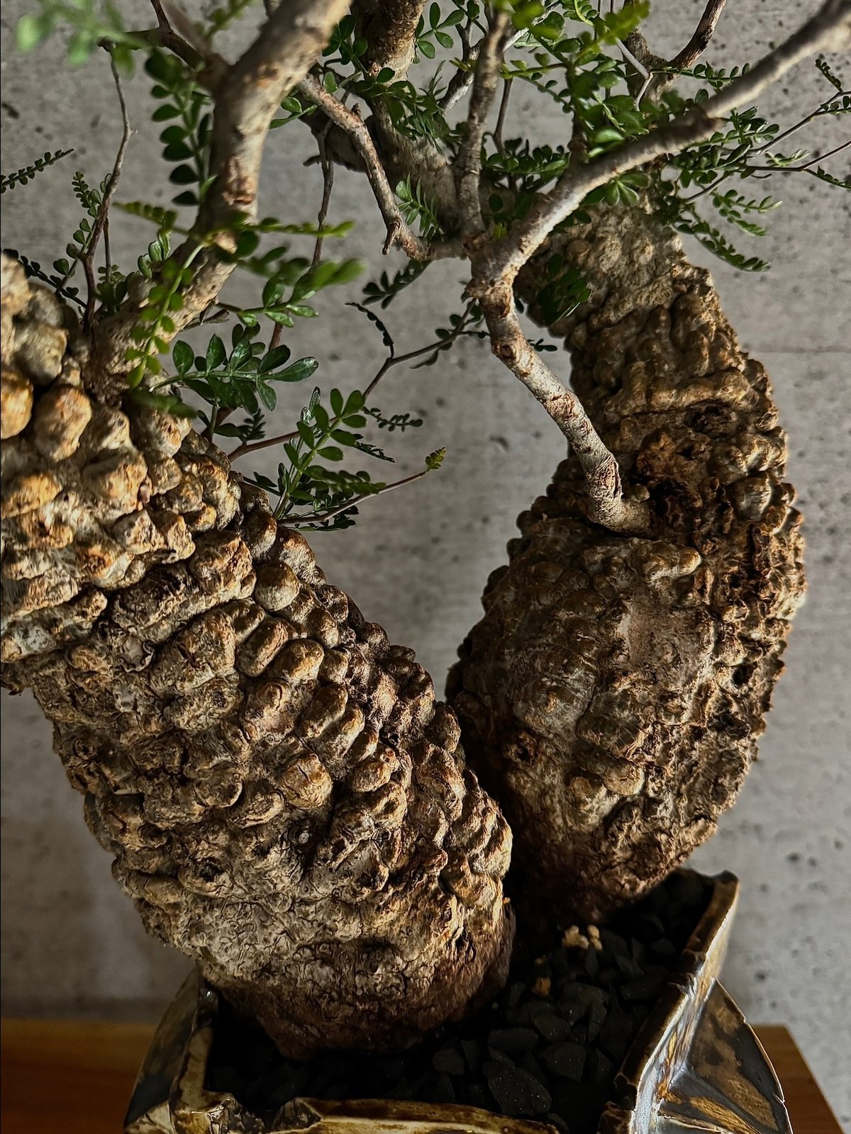 双頭】オペルクリカリア・パキプス※発根済みSSD鉢植え込み 双頭】オペルクリカリア・パキプス※発根済みSSD鉢植え込み