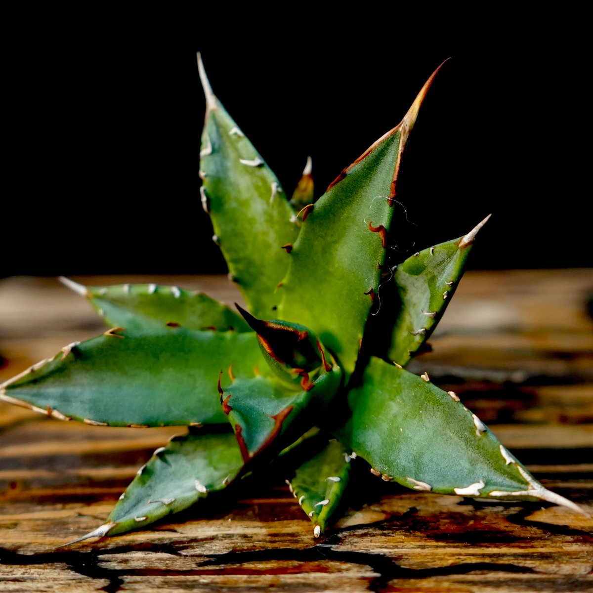 Agave hybrid 妖炎×姫巌龍 No.4 | carpediem