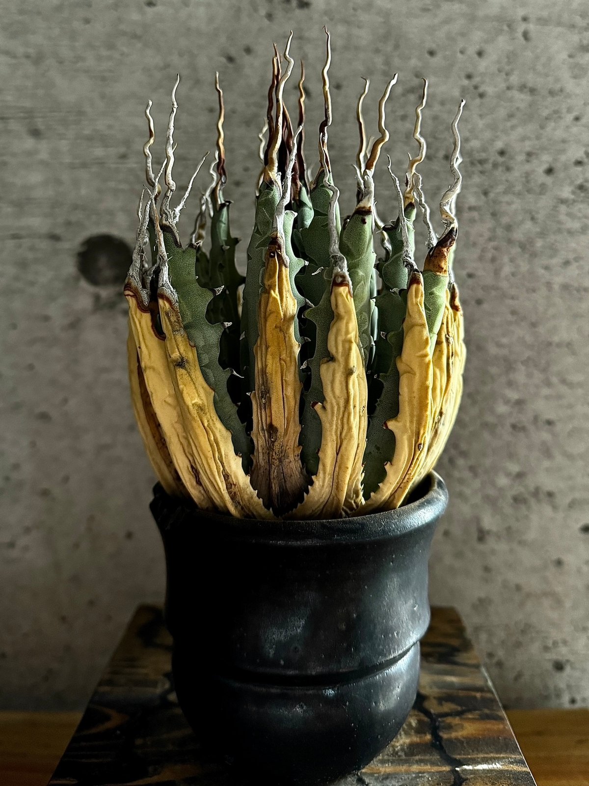 アガベの種 Agave utahensis v eborispina くだらなく 100粒 アガベの種 Agave utahensis v eborispina くだらなく 100粒