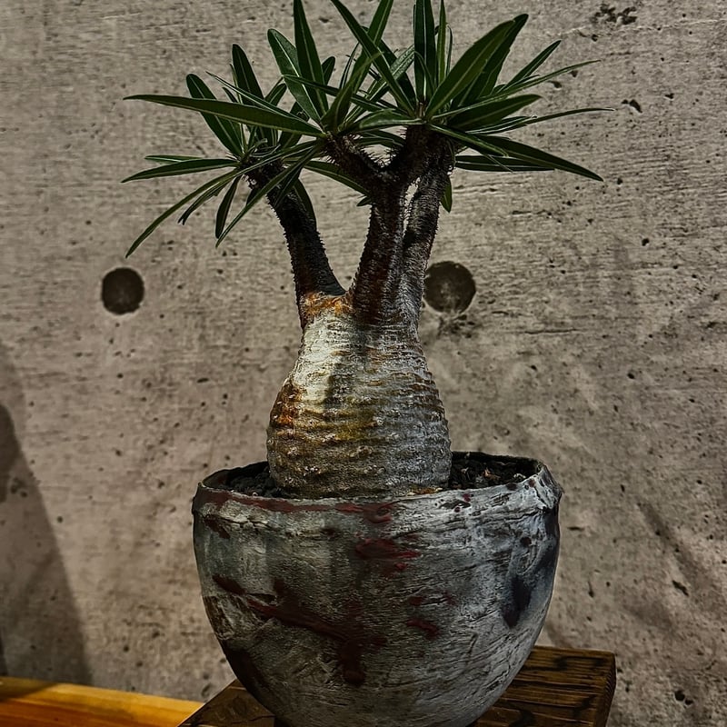 パキポディウム グラキリス 現地球 発根済み たけろうポット 鉢ごと パキポディウム グラキリス 現地球 発根済み たけろうポット 鉢ごと