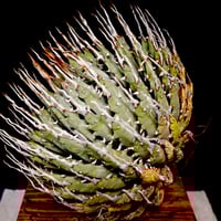 SOIL SKILLS DESIGN 作 陶器鉢 No.28 | carpediem