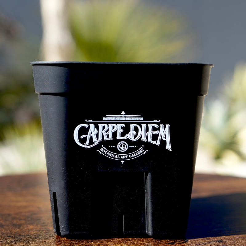 プレステラ105黒 CARPEDIEMロゴ入り | carpediem