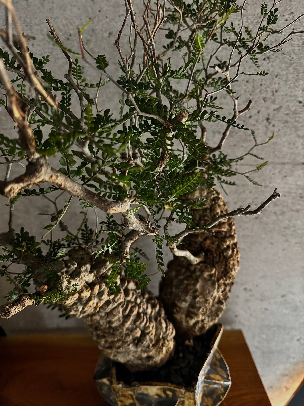 双頭】オペルクリカリア・パキプス※発根済みSSD鉢植え込み