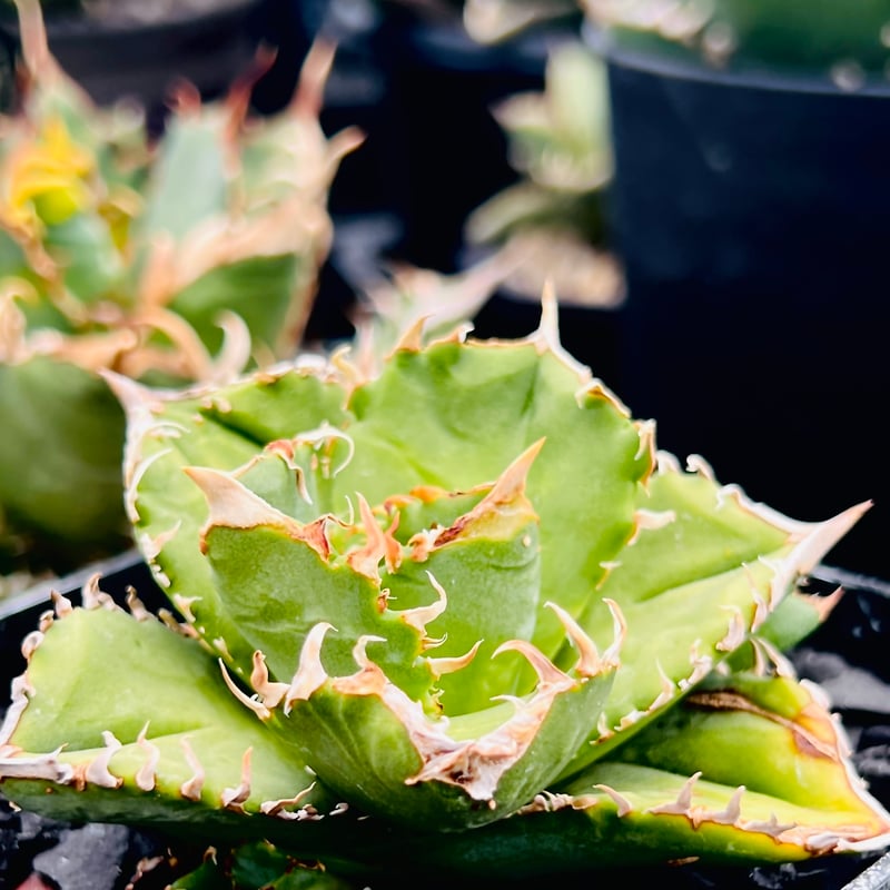 アガベ チタノタ 皇冠 子株付き ブツブツ アガベ チタノタ