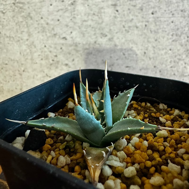 アガベ エボリスピナ 【Agave utahensis var. eborispina】 |