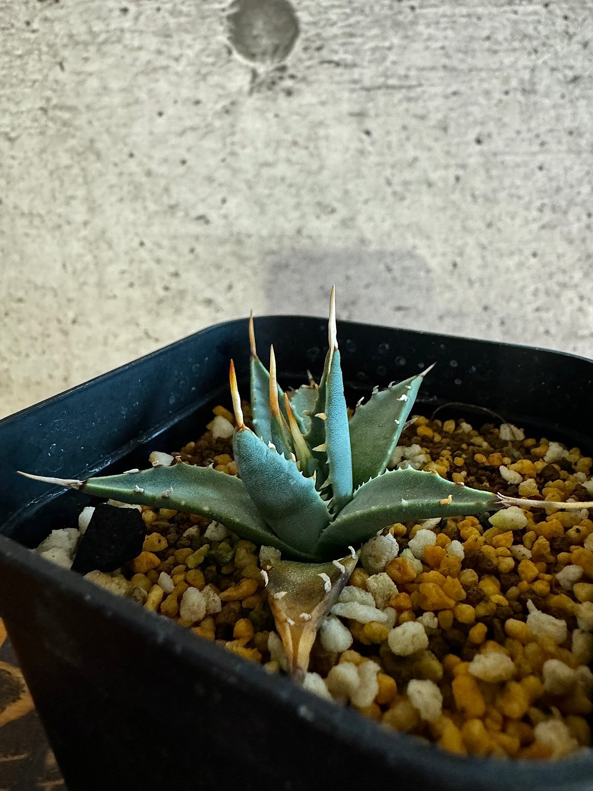 アガベ エボリスピナ 【Agave utahensis var. eborispina】 |