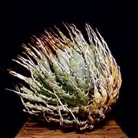 アガベ エボリスピナ 陽炎タイプ【Agave utahensis var アガベ エボリスピナ 陽炎タイプ【Agave utahensis var