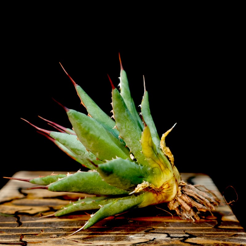 Agave hybrid 曙光×妖炎 No.2 | carpediem