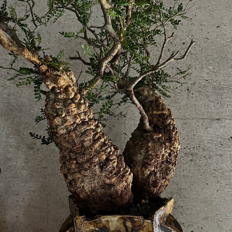 双頭】オペルクリカリア・パキプス※発根済みSSD鉢植え込み 双頭】オペルクリカリア・パキプス※発根済みSSD鉢植え込み