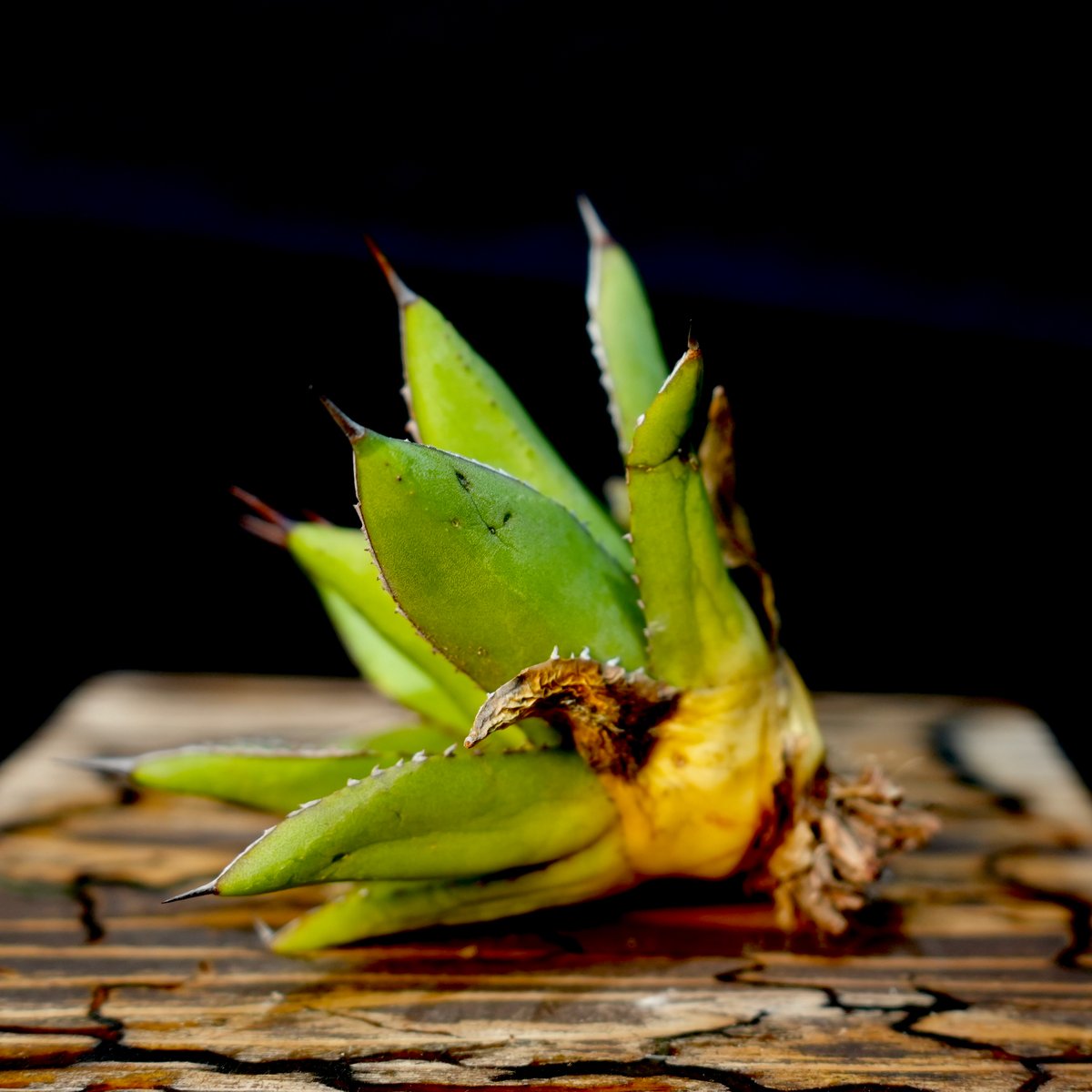 Agave hybrid 雷神×笹之雪 No.3 | carpediem