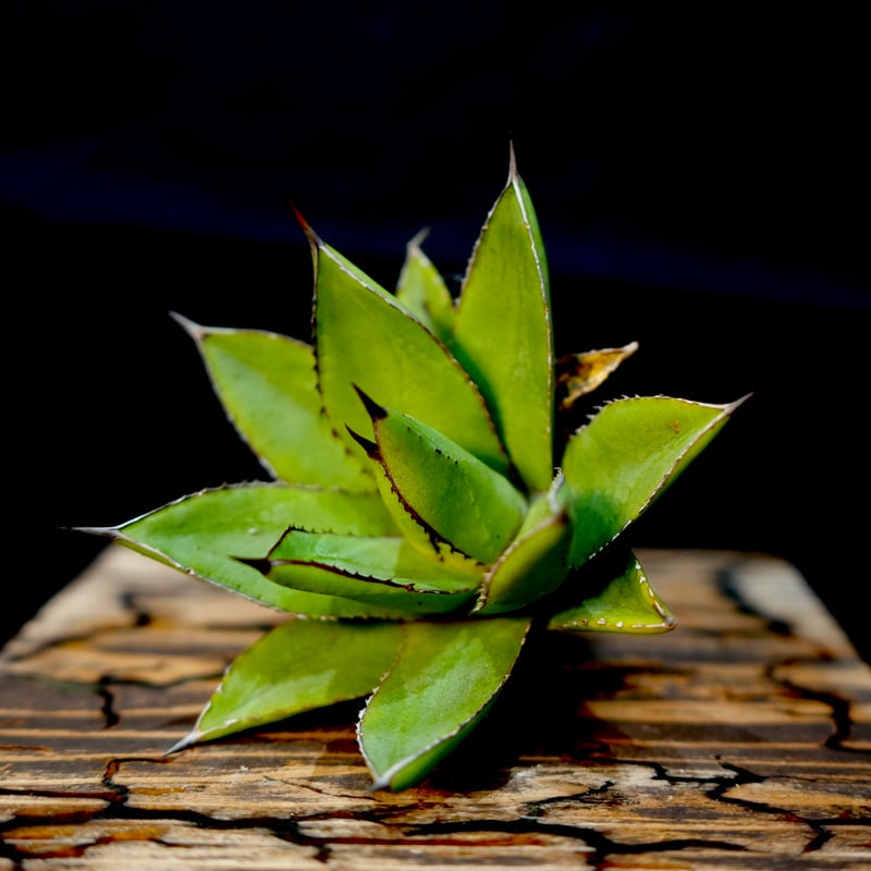 Agave hybrid 雷神×笹之雪 No.3 | carpediem