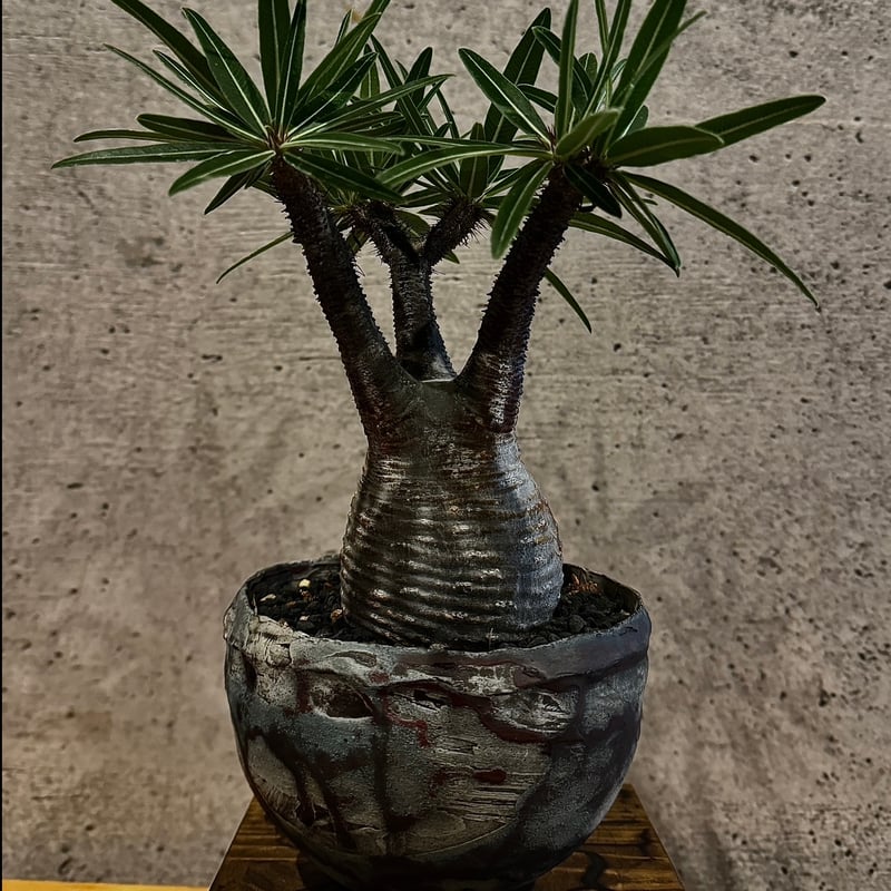 パキポディウム・グラキリス※発根済み たけろうポット植え込み | carpediem