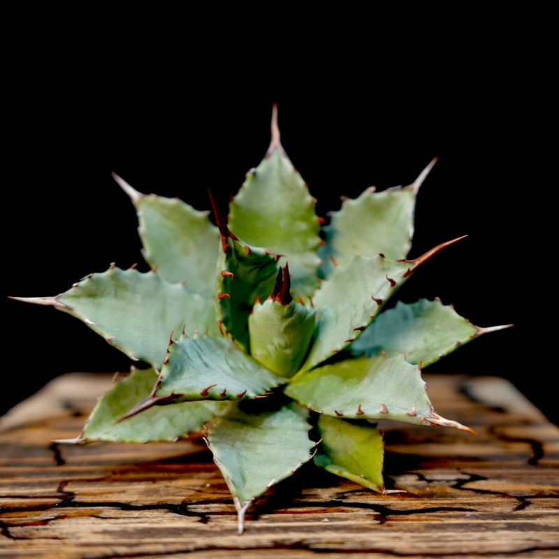 Agave hybrid 妖炎×特白肌甲蟹 No.1 | carpediem
