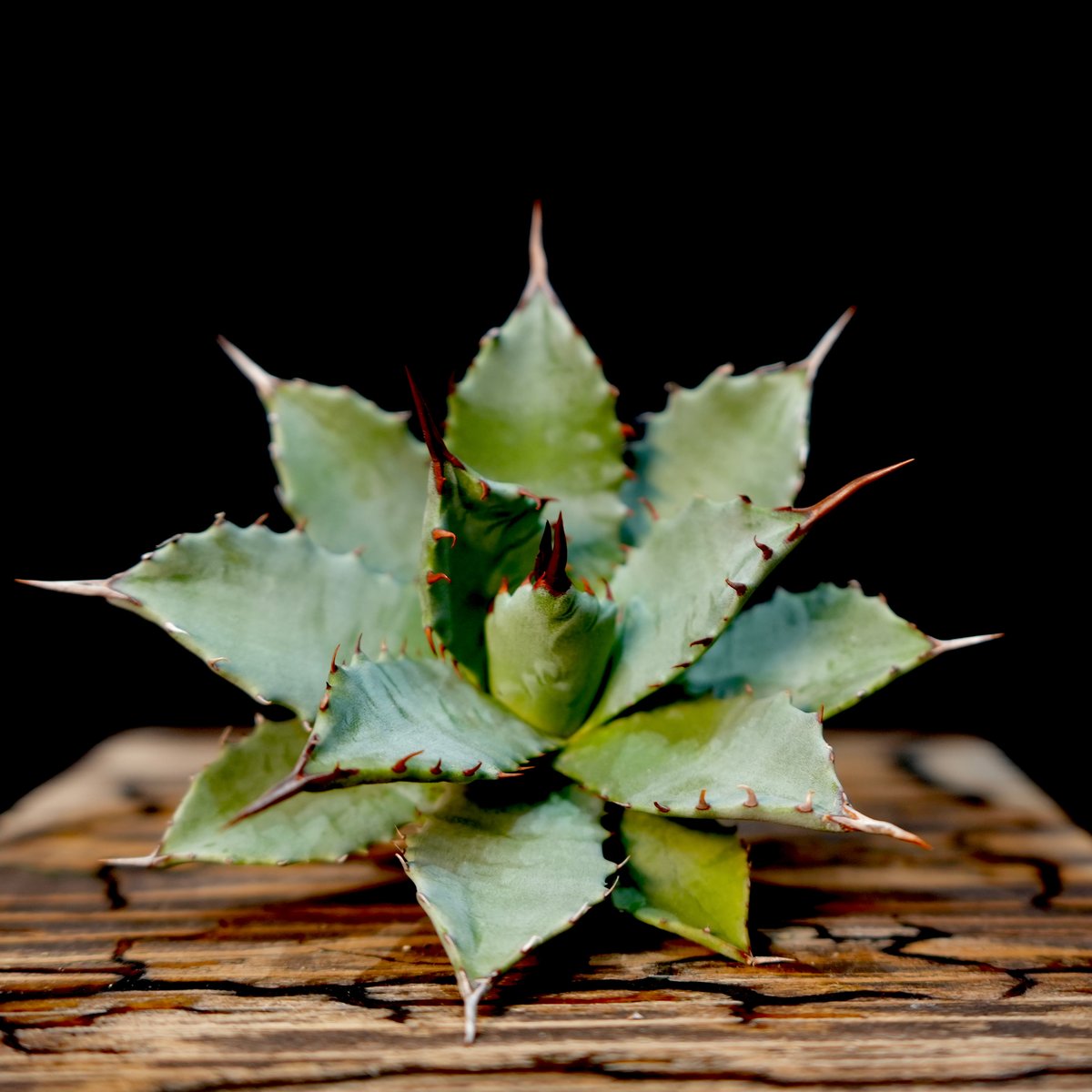Agave hybrid 妖炎×特白肌甲蟹 No.1 | carpediem