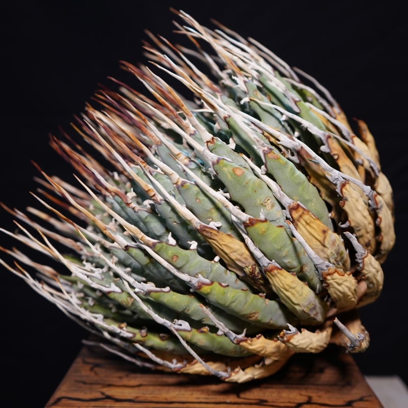 アガベ エボリスピナ 【Agave utahensis var. eborispina】No1