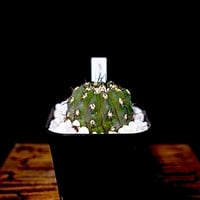 Copiapoa cinerea　黒王丸
