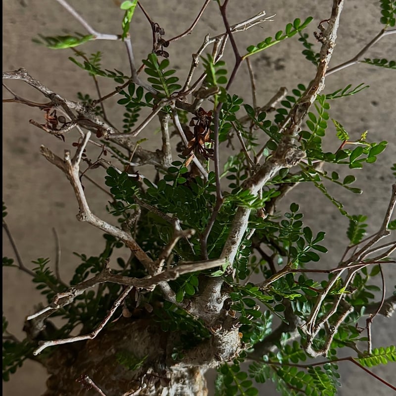 オペルクリカリア・パキプス※発根済み | carpediem