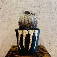 孤竜丸※発根済み　invisible ink鉢植え込み