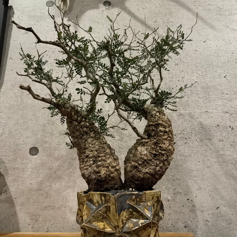 双頭】オペルクリカリア・パキプス※発根済みSSD鉢植え込み