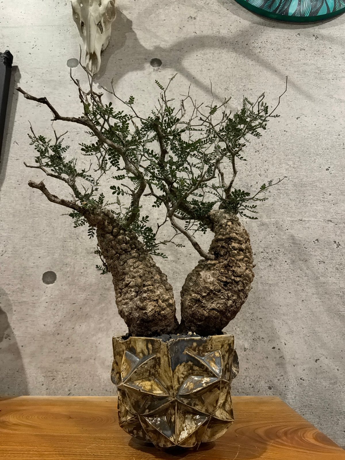 双頭】オペルクリカリア・パキプス※発根済みSSD鉢植え込み 双頭】オペルクリカリア・パキプス※発根済みSSD鉢植え込み