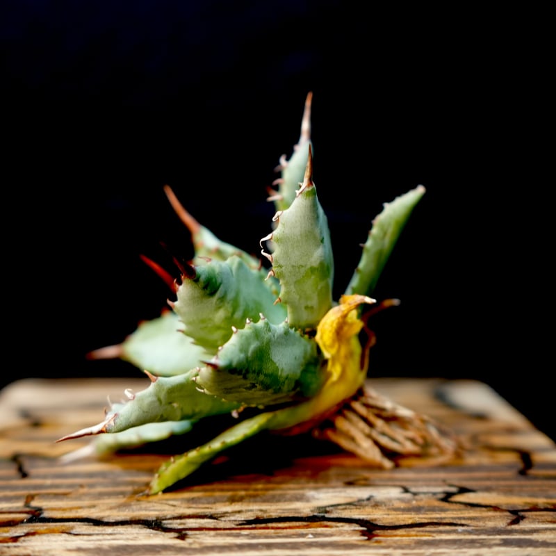 Agave hybrid 妖炎×特白肌甲蟹 No.1 | carpediem