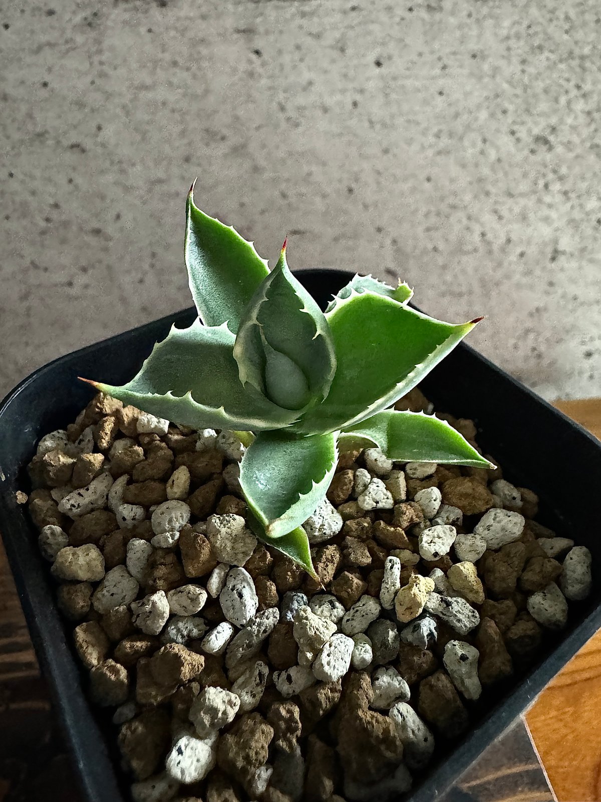 Agave アトミックゴールド 小株 発根済み | carpediem