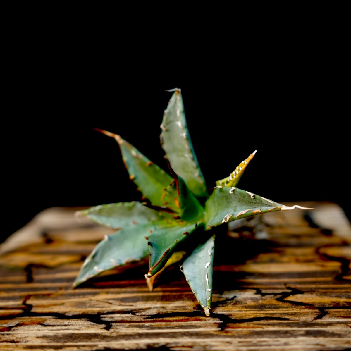 Agave hybrid 妖炎×姫巌龍 No.2 | carpediem