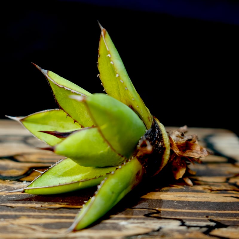 Agave hybrid 雷神×笹之雪 No.1 | carpediem
