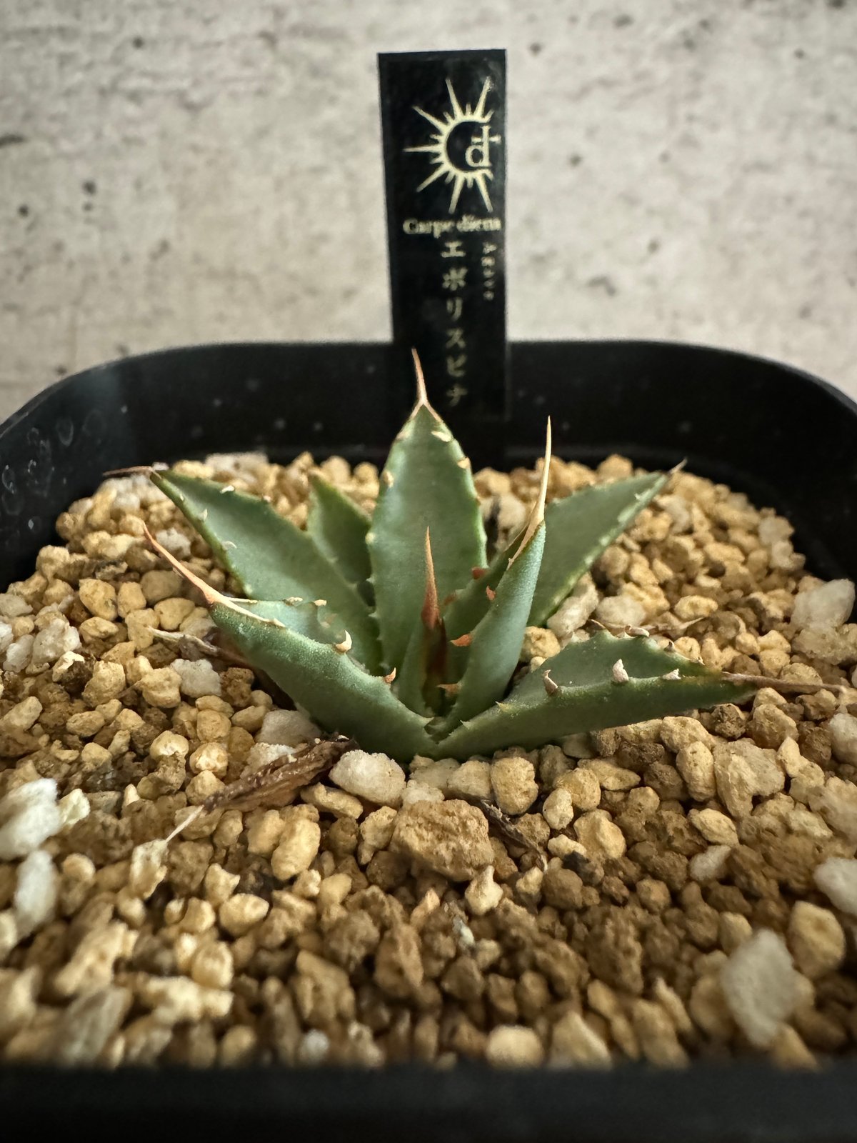 S'sAUE002 アガベ エボリスピナ Agave eborispina S'sAUE002 アガベ エボリスピナ Agave eborispina Agave