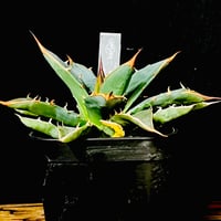 Agave hybrid 曙光×妖炎 No.3 | carpediem