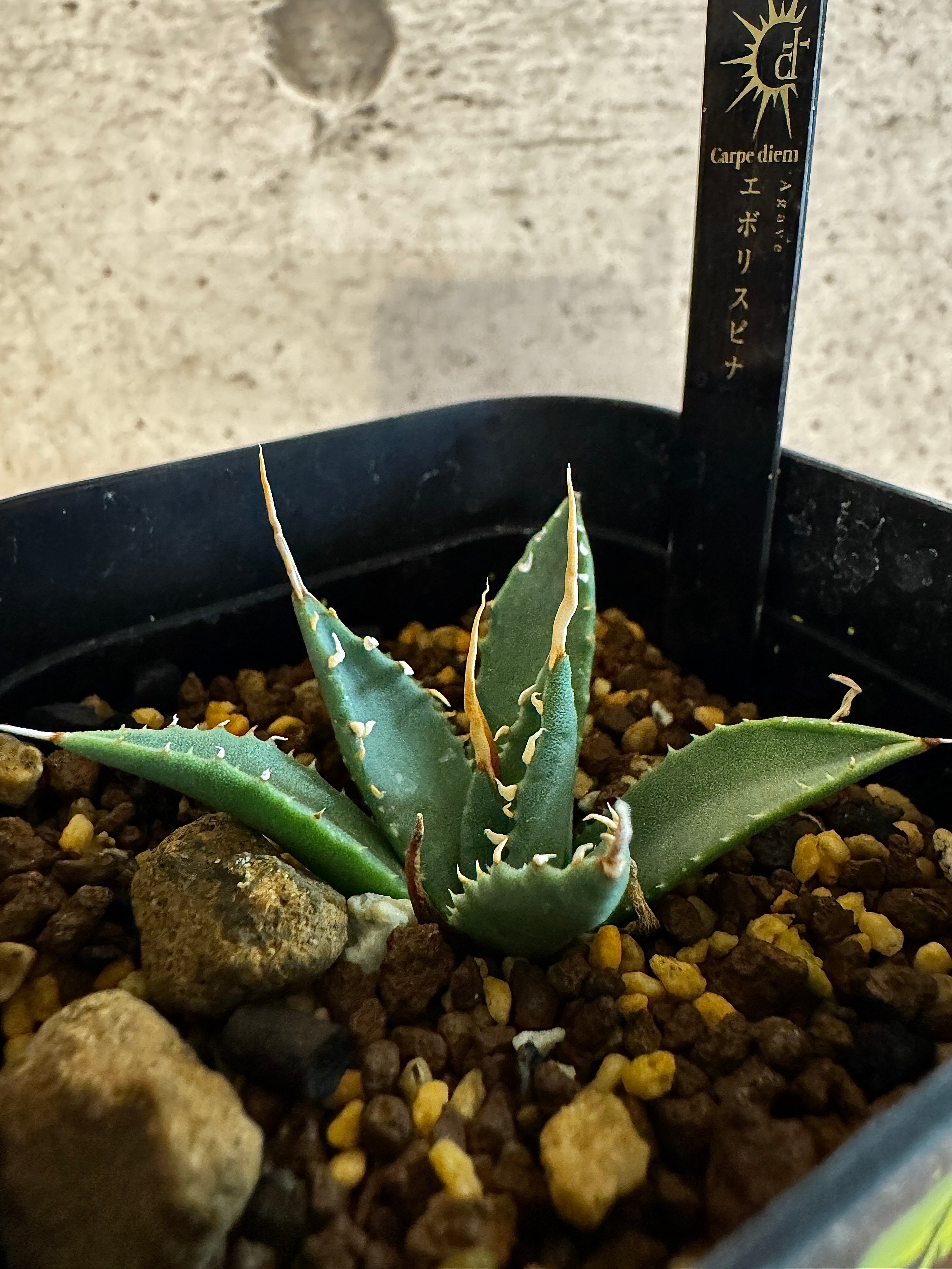 アガベ エボリスピナ 陽炎タイプ【Agave utahensis var. eborispin