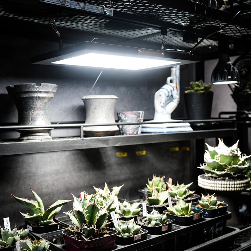 ROKI‐350 100W】(ロキ) パネルライト 超高演色 植物育成用照明 | carpe