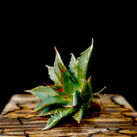 Agave hybrid 曙光×妖炎 No.1 | carpediem