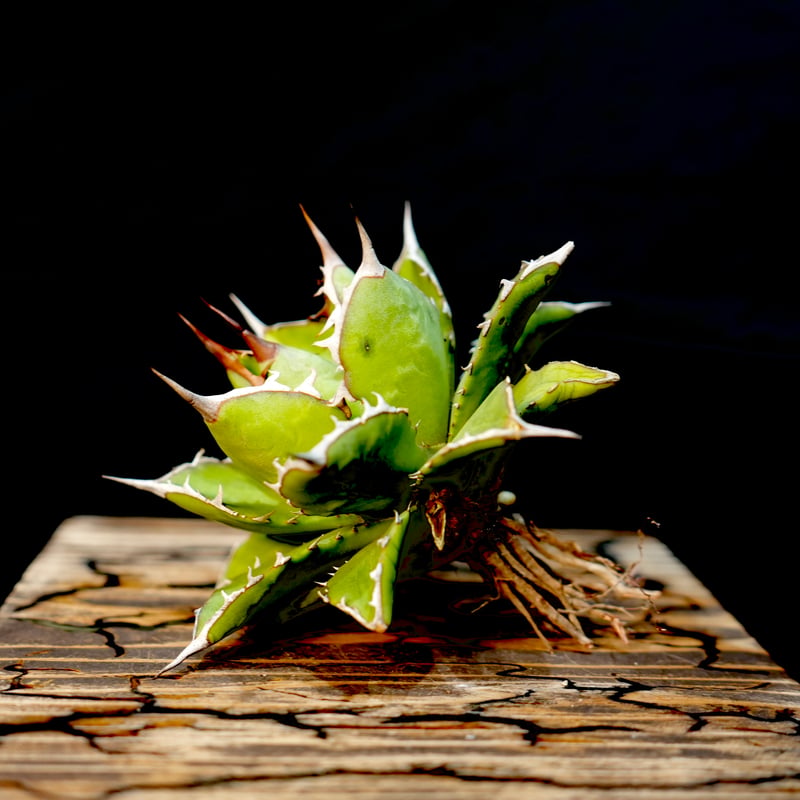 Agave hybrid 曙光×巌龍 No.1 | carpediem