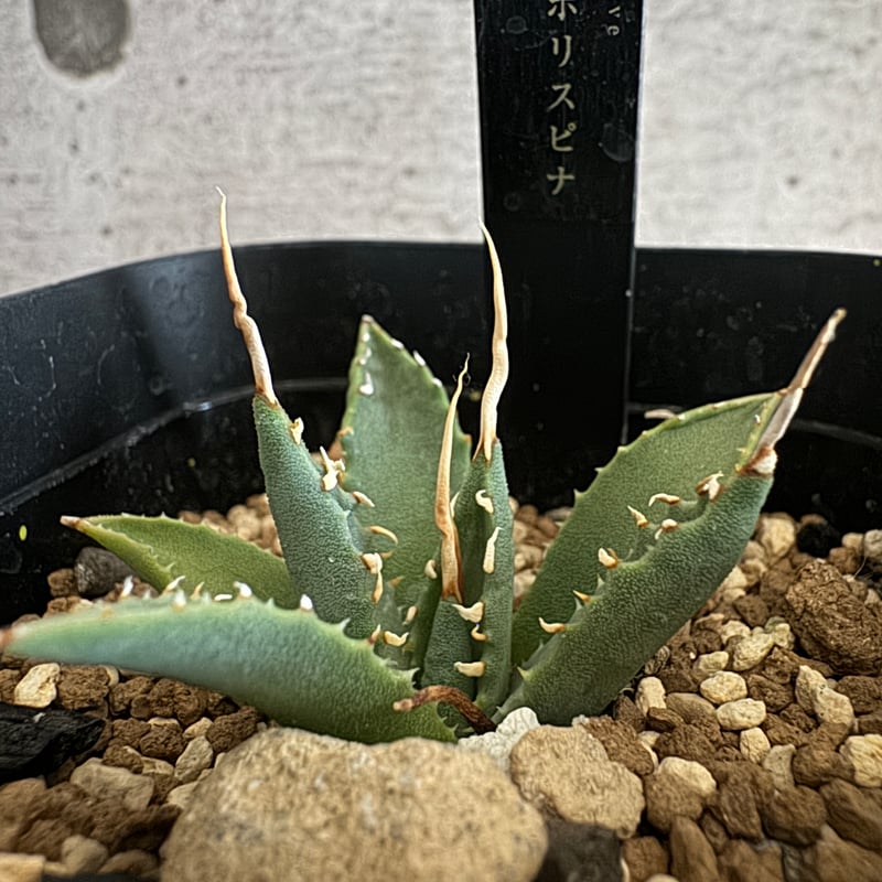 アガベ エボリスピナ 陽炎タイプ【Agave utahensis var アガベ エボリスピナ 陽炎タイプ【Agave utahensis var