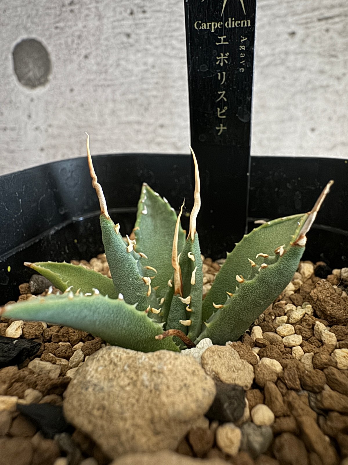 アガベ エボリスピナ 陽炎タイプ【Agave utahensis var. eborispin