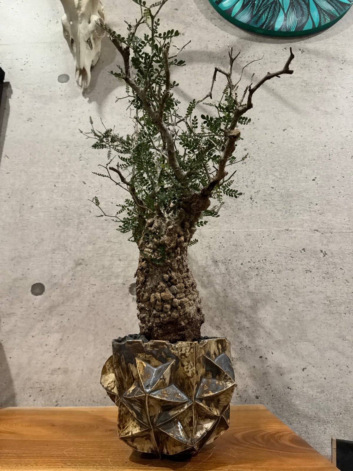 双頭】オペルクリカリア・パキプス※発根済みSSD鉢植え込み 双頭】オペルクリカリア・パキプス※発根済みSSD鉢植え込み