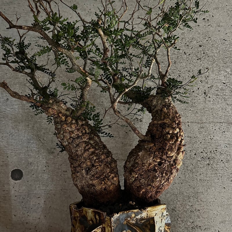 双頭】オペルクリカリア・パキプス※発根済みSSD鉢植え込み | carpediem